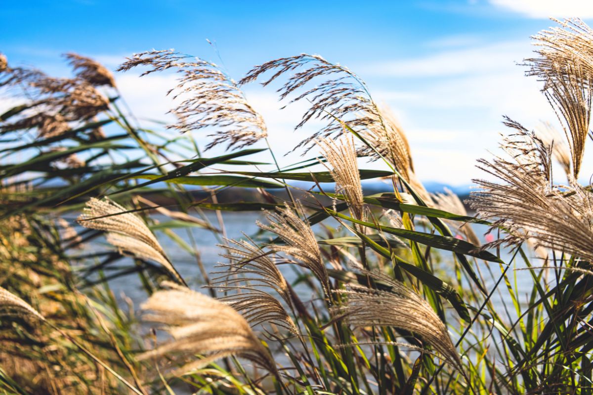 Attention à cette plante interdite Attention à cette plante interdite
