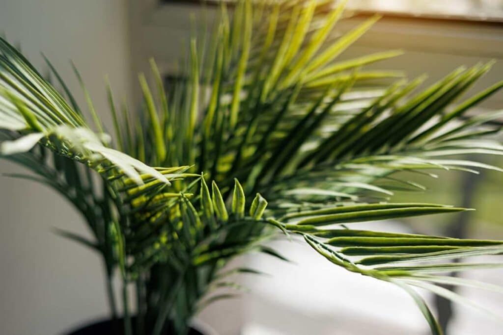 Palmier Areca