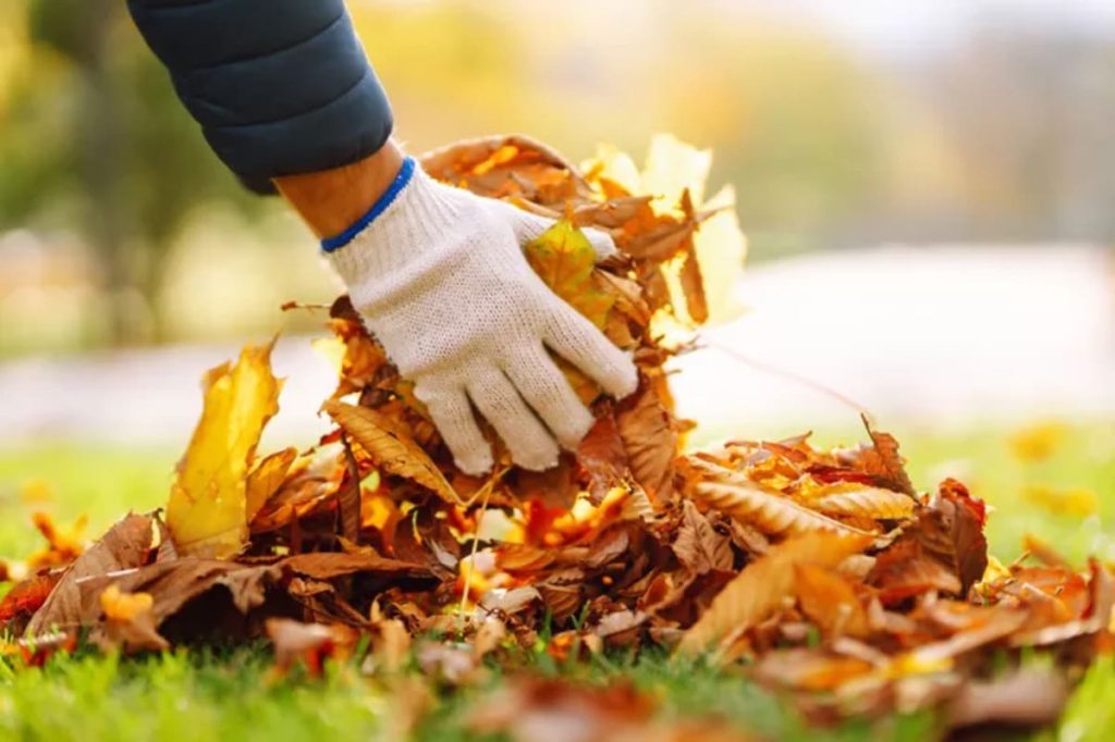 Sont considérés comme déchets verts, tous les produits végétaux issus de coupes, d'élagage ou d'entretien de jardin.