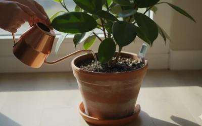 Comment arroser un ficus ?