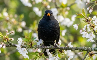 Oiseau noir au bec orange, signification et identification