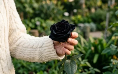 Comprendre la signification des roses noires