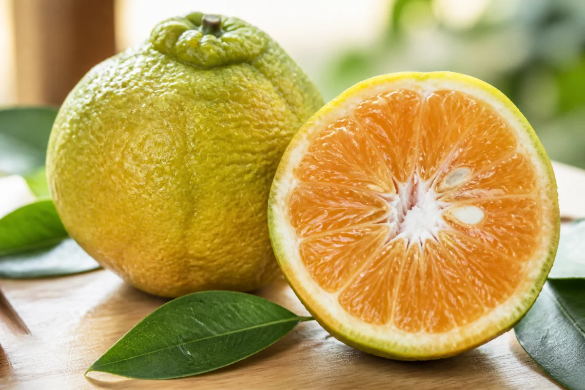 Fruit en u : un ugli coupé en deux révélant sa chair juteuse sur une table en bois clair.