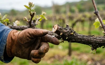 Quand tailler une vigne