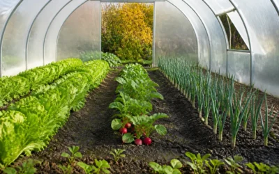 10 légumes à planter en septembre